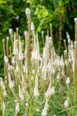 1000 CULVERS ROOT (Black Root) Veronicastrum Virginicum Flower Seeds