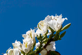 10 WHITE ORCHID TREE Bauhinia Alba syn Variegata Candida Hawaiian Mountain Ebony Camel's Foot Butterfly Flower Tree Hummingbird Seed