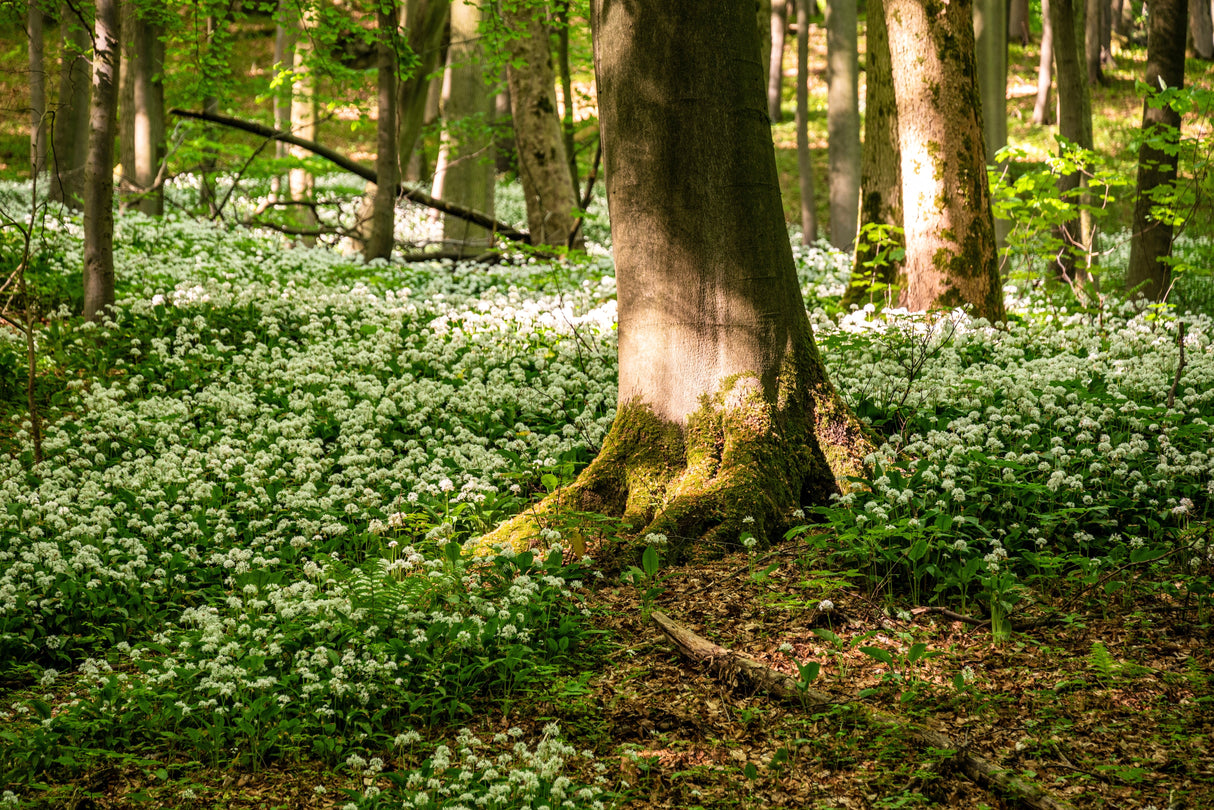 10 RAMSONS / WILD Bear GARLIC Allium Ursinum Vegetable Herb White Flower Seeds