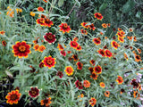 75 Mixed Colors PERSIAN CARPET ZINNIA Zinnia Haageana Flower Seeds