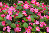 25 Rose PINK WAX BEGONIA Semperflorens Fibrous Shade Flower Seeds