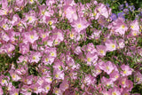 1000 Showy PINK EVENING PRIMROSE (Pink Ladies / Mexican Evening) Oenothera Speciosa Flower Seeds