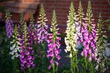 1000 FOXGLOVE EXCELSIOR MIX Digitalis Purpurea Mixed Colors Flower Seeds