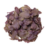 500 RED RUBIN BASIL Ocimum Basilicum Purpurascens Spicy Herb White & Lavender Flowers Seeds