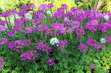 100 VIOLET QUEEN CLEOME Hassleriana Cleome Spinosa Purple Spider Flower Seeds