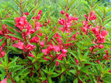 100 IMPATIENS (Balsam / Lady Slipper / Touch Me Not) Impatiens Balsamina Flower Seeds