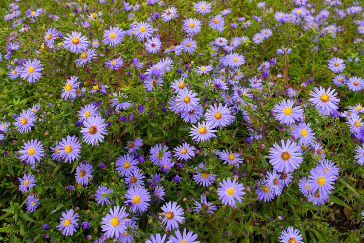 50 Blue RICE BUTTON ASTER Dumosus Flower Seeds