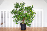 50 WEEPING FIG Ficus Benjamina Benjamin Indian Rubber Tree Houseplant Seeds