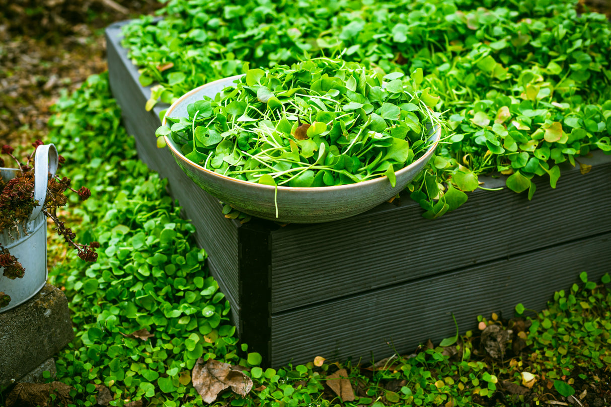 100 MINER'S LETTUCE Winter Purslane Spinach Claytonia Perfoliata Vegetable Seeds