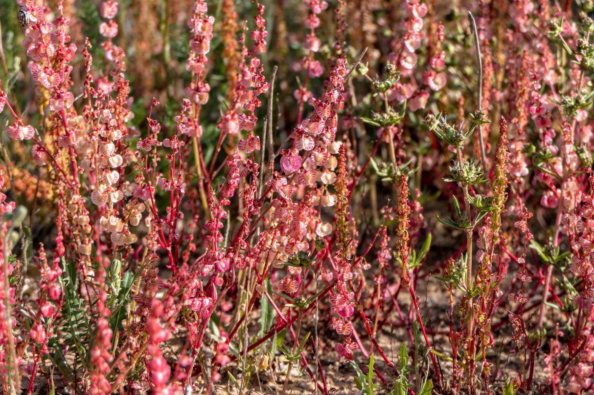 100 SHEEP SORREL Rumex Acetosella Red Field Sorrel Sour Weed Herb Flower Seeds