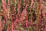 100 SHEEP SORREL Rumex Acetosella Red Field Sorrel Sour Weed Herb Flower Seeds