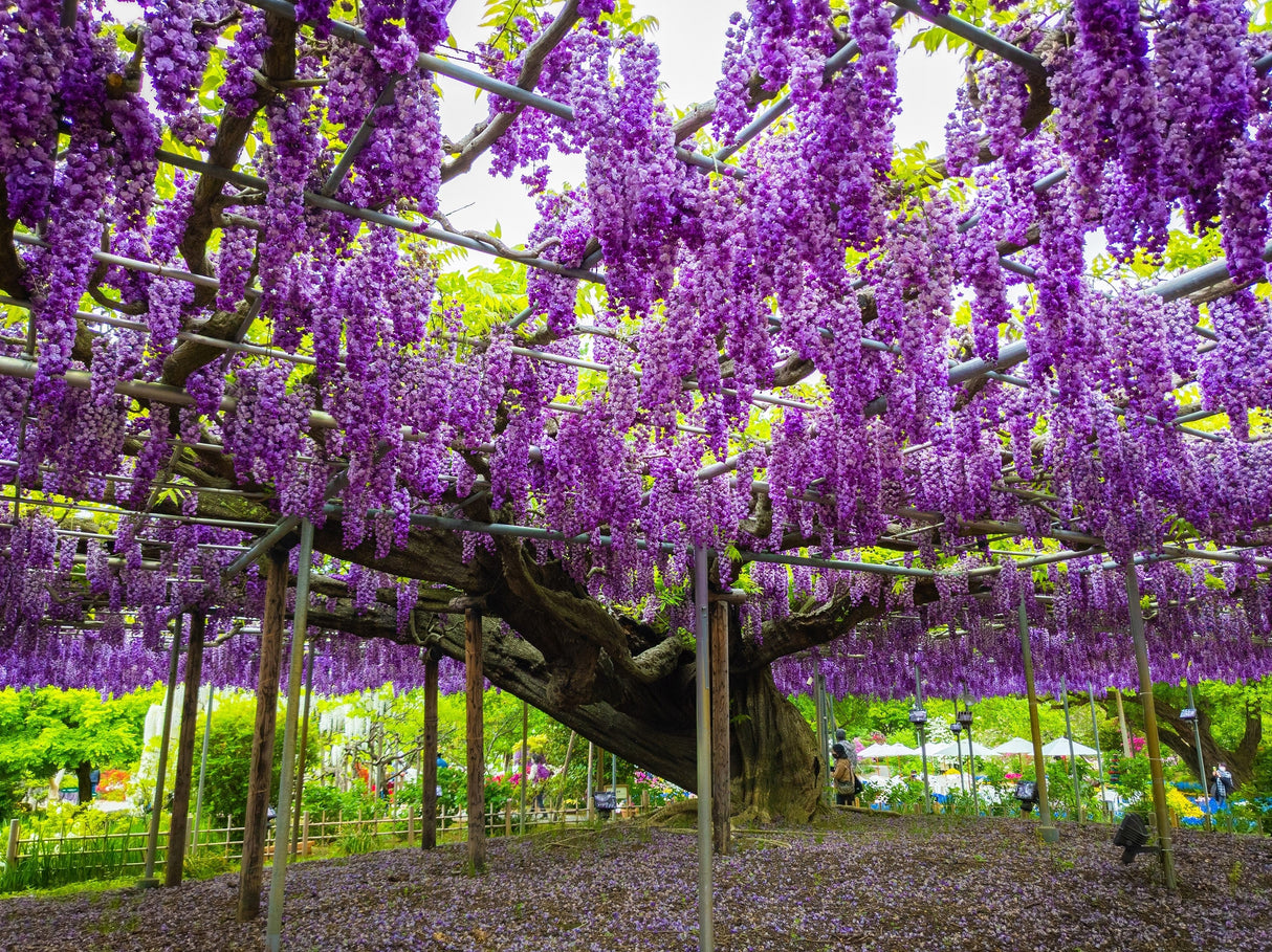 5 JAPANESE WISTERIA Floribunda Flower Purple Ornamental Vine Climber Seeds