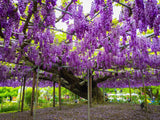 5 JAPANESE WISTERIA Floribunda Flower Purple Ornamental Vine Climber Seeds