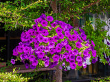 200 Purple LAURA BUSH PETUNIA Violacea Integrifolia Violet Perennial Trumpet Flower Seeds
