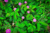 100 MIMOSA Pudica / SENSITIVE PLANT / Touch Me Not Flower Seeds