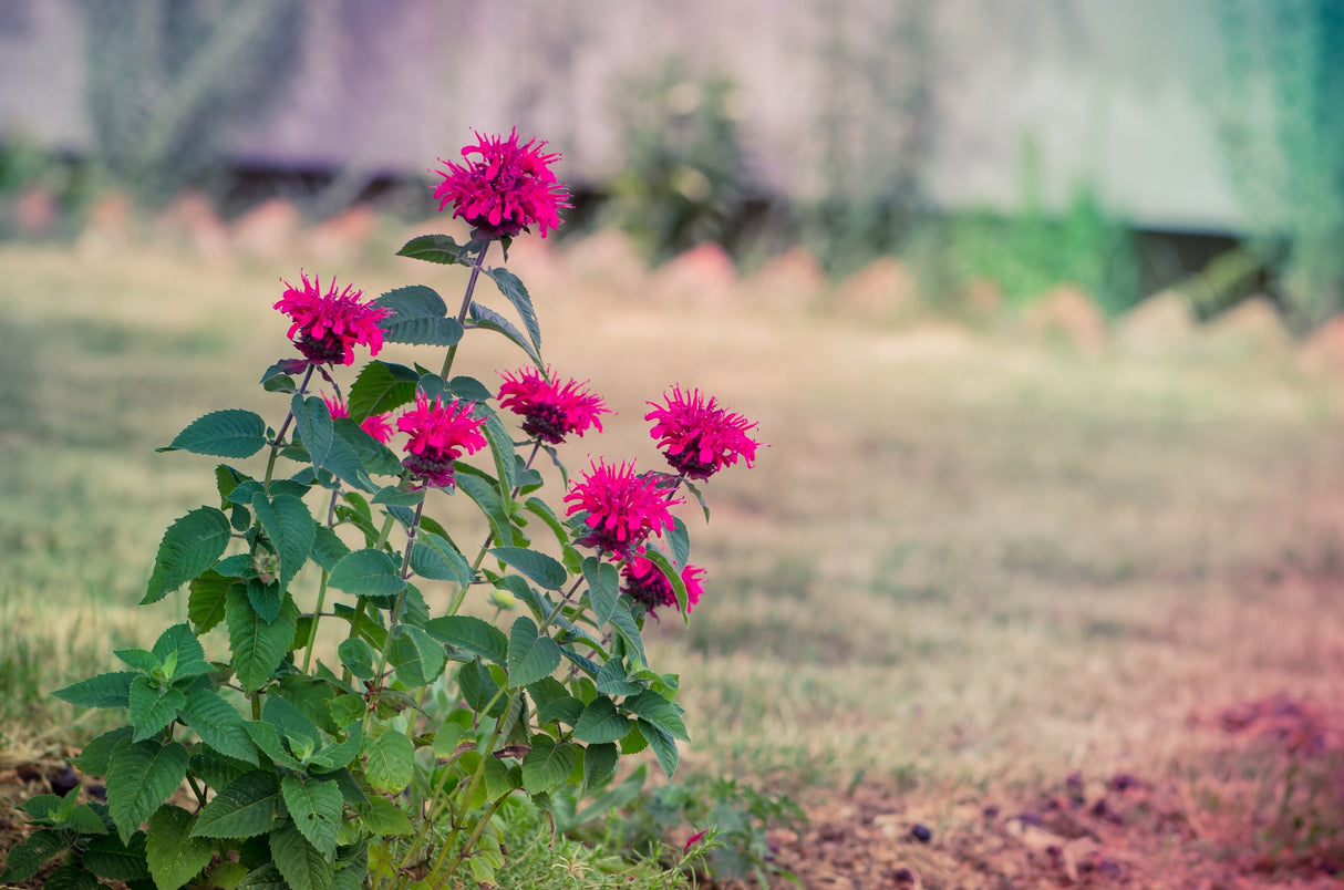 25 BEE BALM MIX Lemon Hummingbird Mint Monarda Didyma Mixed Colors Scarlet, Red, Pink, Purple, Spotted, & Salmon Flower Seeds