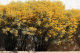 50 Yellow FEATHERY Silver CASSIA Green Senna Artemisioides Seeds