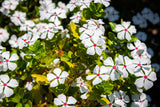 100 BRIGHT EYES PERIWINKLE Vinca Rosea Dwarf White & Pink Flower Seeds