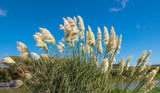 200 WHITE PAMPAS GRASS Cortaderia Selloana Ornamental Flower Seeds