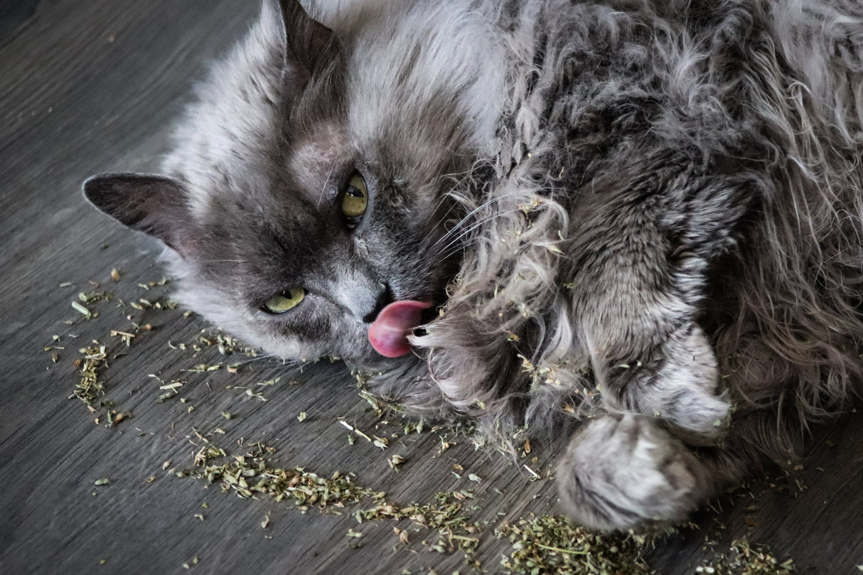 1000 HEIRLOOM CATNIP Nepeta Cataria Herb Flower Seeds