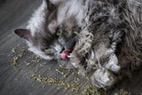 1000 HEIRLOOM CATNIP Nepeta Cataria Herb Flower Seeds