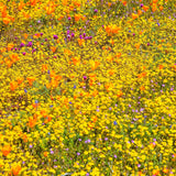 1500 CALIFORNIA SUNSHINE GOLDFIELDS Lasthenia Glabrata Yellow Flower Seeds