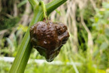 10 Chocolate CAROLINA REAPER PEPPER World's Hottest Capsicum Chinense Hot Brown Chili Vegetable Seeds