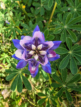 100 ARROYO LUPINE (Hollowleaf Lupine / Succulent Lupine) Lupinus Succulentus Flower Seeds