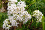 50 Mixed Colors JOE PYE WEED Eupatorium Maculatum Flower Seeds