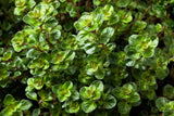 100 MOTHER OF THYME aka Lemon Broadleaved Large Thyme Thymus Pulegioides Herb Pink Flower Seeds