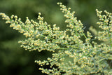 1000 SWEET WORMWOOD Artemisia Annua Sweet Annie Mugwort Sagewort Fragrant Herb Seeds