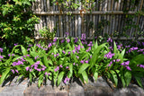 50 Hardy CHINESE GROUND ORCHID Bletilla Striata Purple Flower Seeds