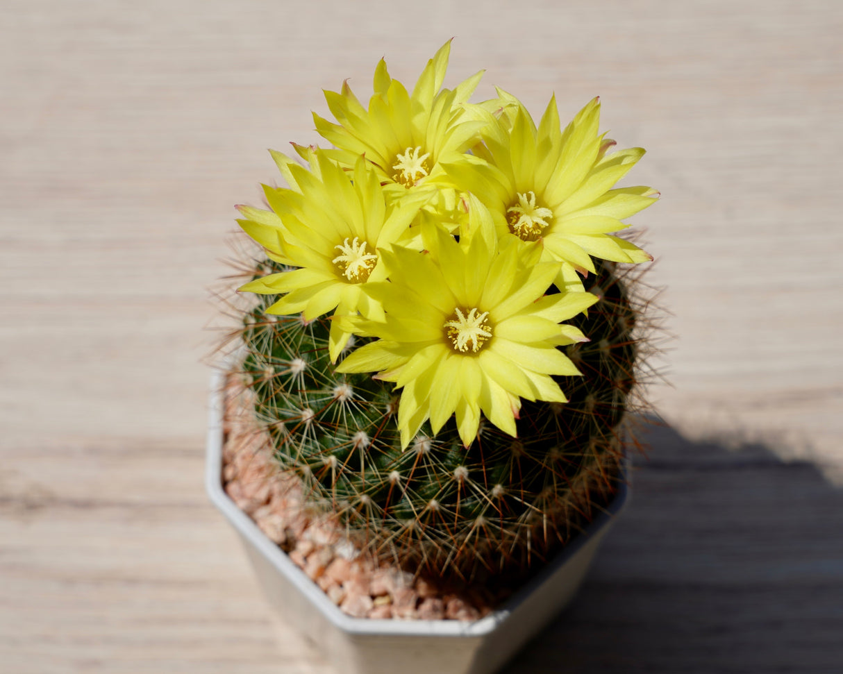 50 CACTUS MIX 'Finest Mixed' Succulent Flower Plant Seeds