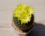 50 CACTUS MIX 'Finest Mixed' Succulent Flower Plant Seeds