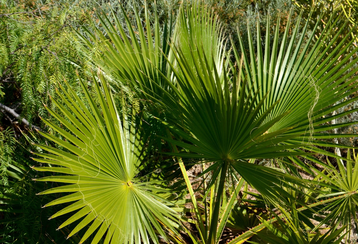 30 CALIFORNIA FAN PALM Tree Petticoat Arizona Desert Washingtonia Filifera Seeds
