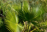 30 CALIFORNIA FAN PALM Tree Petticoat Arizona Desert Washingtonia Filifera Seeds