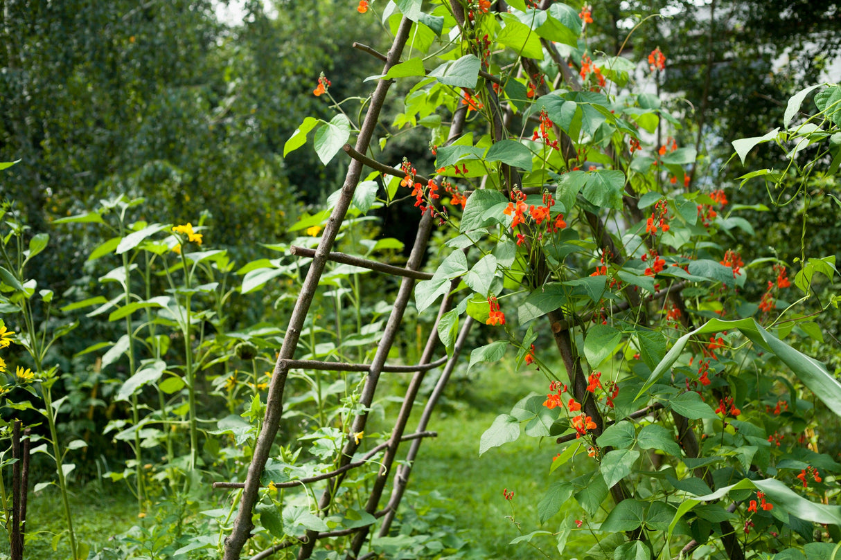 25 SCARLET RUNNER Pole BEAN Ornamental Red Flowers Phaseolus Vulgaris Vegetable Seeds