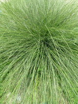 200 PRAIRIE DROPSEED Ornamental Native Grass Sporobolus Heterolepis Seeds