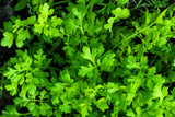 1500 WRINKLED CRINKLED CRESS Garden Lepidium Sativum Greens Vegetable Seeds