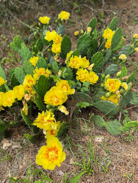 10 Yellow PRICKLY PEAR CACTUS Nopal Opuntia Ficus-Indica Flower Purple Fruit Seeds