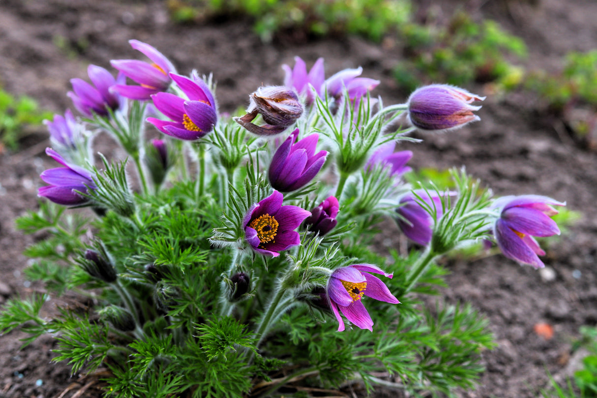 25 VIOLET ANEMONE Pulsatilla Vulgaris Purple PASQUE Flower Seeds