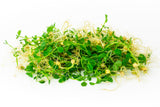 50 Mammoth MELTING SUGAR PEA Stringless Snow Pea Pisum Sativum Vegetable Seeds