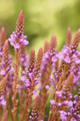 1000 Pink VERVAIN Verbena Hastata Rosea Flower Seeds