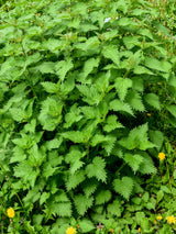 200 STINGING NETTLE Urtica Dioica (aka Common, California, or Bull Nettle / Tread Softly) Flower Seeds