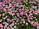 100 DWARF Little MIX PERIWINKLE / Vinca Rosea Flower Seeds