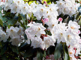 50 FORTUNE RHODODENDRON Fortunei Shrub Rose Pink Mauve White Flower Seeds