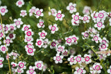 550 MAIDEN PINKS Mixed Colors Dianthus Deltoides Flower Seeds