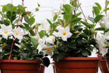 5 CHILEAN JASMINE / MANDEVILLA Laxa White Fragrant Flower Vine Seeds