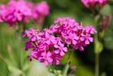 1000 TALL CATCHFLY (Campion / None So Pretty) Silene Armeria Pink Flower Seeds