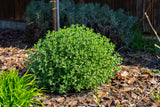 50 PERSIAN CATMINT Mussins Nepeta Racemosa Flower Seeds